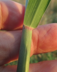 Bothriochloa longipaniculata