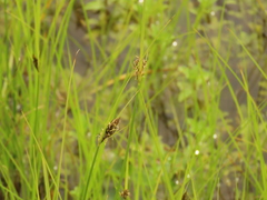 Carex unilateralis