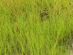 Carex unilateralis