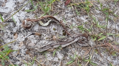 Crotalus durissus terrificus