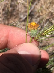 Erigeron bloomeri bloomeri