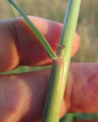 Bothriochloa longipaniculata