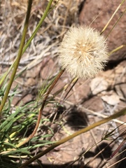 Erigeron bloomeri bloomeri