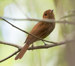 Rhytipterna holerythra