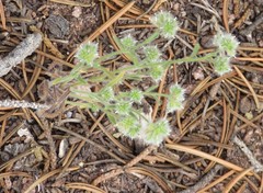 Cryptantha crassisepala