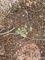Cryptantha crassisepala