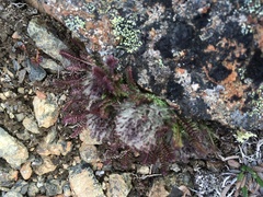 Pedicularis lanata