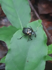 Canthon septemmaculatus