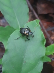 Canthon septemmaculatus
