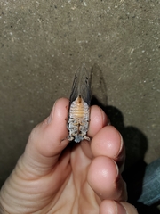 Hadoa chiricahua