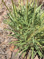 Erigeron bloomeri bloomeri
