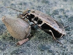 Pyrrhocoris sibiricus
