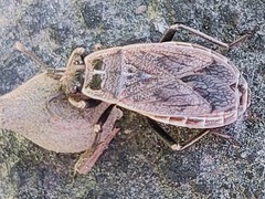 Pyrrhocoris sibiricus