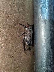 Hadoa chiricahua