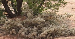 Cylindropuntia whipplei