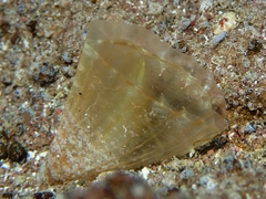 Pinna carnea