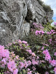 Rhododendron carolinianum