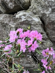 Rhododendron carolinianum