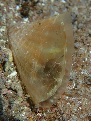 Pinna carnea