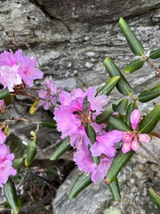 Rhododendron carolinianum