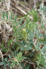 Astragalus crassicarpus