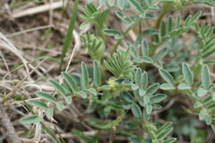 Astragalus crassicarpus