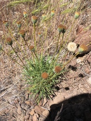 Erigeron bloomeri bloomeri