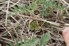 Astragalus crassicarpus