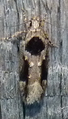 Pseudochelaria walsinghami