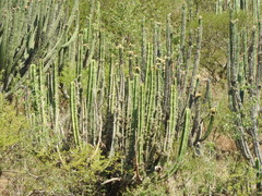 Isolatocereus dumortieri