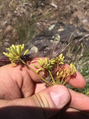 Lomatium triternatum