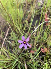 Sisyrinchium hitchcockii