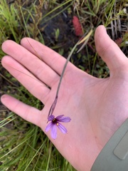 Sisyrinchium hitchcockii