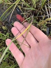 Sisyrinchium hitchcockii