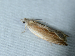 Eucosma kiscana