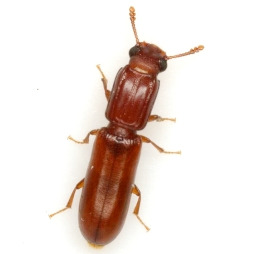 Aulonium ferrugineum
