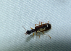 Leptotrachelus dorsalis