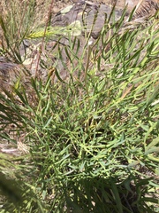 Lomatium triternatum