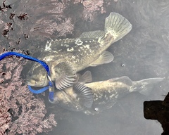 Sebastes rastrelliger