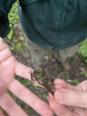 Pristimantis cremnobates