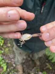 Pristimantis cremnobates