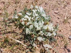 Astragalus brevifolius