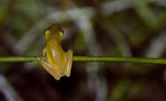 Litoria fallax