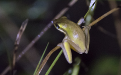 Litoria fallax