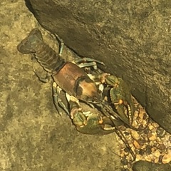 Cambarus appalachiensis