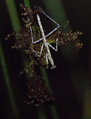 Archimantis latistyla