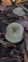 Russula iterika