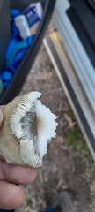 Russula iterika