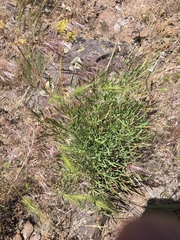 Lomatium triternatum