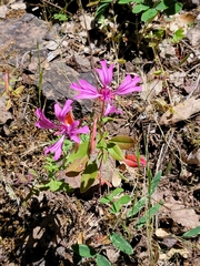 Clarkia concinna concinna